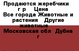 Продаются жеребчики 14,15 16 г.р  › Цена ­ 177 000 - Все города Животные и растения » Другие животные   . Московская обл.,Дубна г.